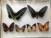 蝶の標本をもらったのですが 詳しい方それぞれの蝶の名前を教えていただきたい Yahoo 知恵袋