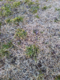うちの犬が散歩中に雑草を食べます 草をみつけては食べて見つけては食べてのく Yahoo 知恵袋