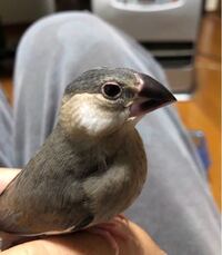 時期 文鳥 雛