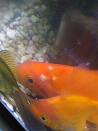 長年飼っている金魚ですが エラの上から頭にかけて白くて大きい物が Yahoo 知恵袋