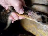 飼っている犬が急に様子がおかしくなりました 1時間ほど前からソワソワ歩き Yahoo 知恵袋