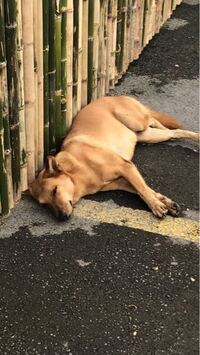 鯛の骨を犬が飲んでしまいました どうしたらいいでしょうか Yahoo 知恵袋