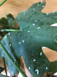 ヤツデの葉に気づいたら綿毛のようなものがたくさん ついていました 触る Yahoo 知恵袋