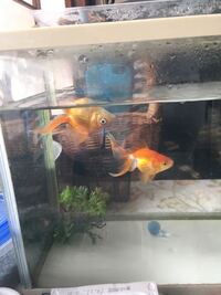 金魚の水槽の水が 魚の生臭い においになってしいます 飼育環 Yahoo 知恵袋