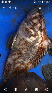 至急 釣り魚ソイ詳しい方 教えてください 真剣に質問します Yahoo 知恵袋