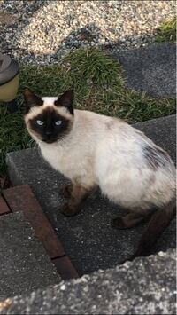 野良猫なんですけど この種類はなんの種類の猫ちゃんでしょうか 私は今 Yahoo 知恵袋