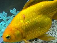 助けてください 金魚が病気かもしれません 写真の金魚は 病 Yahoo 知恵袋