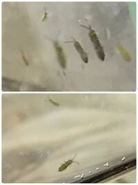 ミナミヌマエビを飼っている水槽の中に1ミリくらい小さな虫が沢山湧いていまし Yahoo 知恵袋