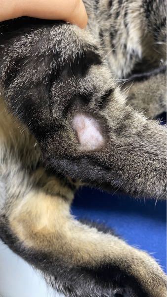 猫の頭にハゲができました、原因を知りたいです。 - 飼い猫の耳の後ろ 