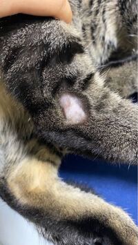 飼い猫が便秘気味です 獣医に連れて行く前に何か良い対策ありましたら Yahoo 知恵袋