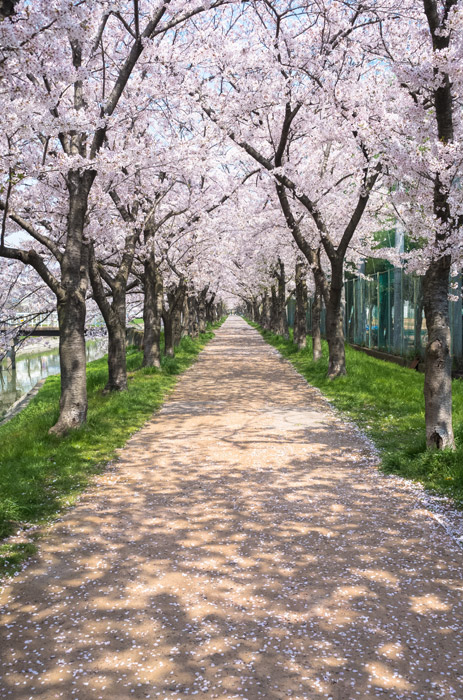 色鉛筆でこの桜の感じを再現したいです 描き方を調べてみると Yahoo 知恵袋