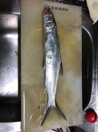 名古屋港や大阪湾内で釣れた魚は食べますか キレイな場所や汚れた海水で Yahoo 知恵袋