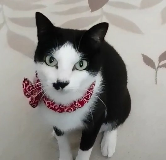 猫の模様でハチワレが一番好きです。 - ハチワレとは、、、タキシード 