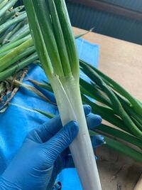 今年収穫した白ネギです 葉の締りが悪くバラバラになってしまいますなぜで Yahoo 知恵袋