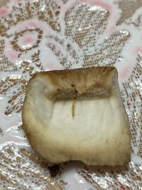 干し椎茸に虫が入ってました 水で戻して料理に使おうと切ったとこ Yahoo 知恵袋