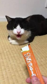 猫にチュール上げると狂ったように食べ出すけどあれ何入ってるの 原材 Yahoo 知恵袋