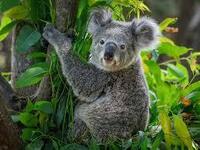 コアラはユーカリの葉以外の食べ物は食べますか W Rina Pi5ip Yahoo 知恵袋