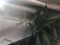 観葉植物 ソングオブジャマイカを育て始めたんですが、最近、先から葉っぱではないものが伸びてきたのですが、これはなんでしょうか？また、剪定した方がよろしいでしょうか？
教えてください 。