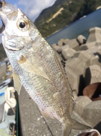 この魚は何という名前でしょうか 初めて釣った魚に釣りがいを感じて Yahoo 知恵袋