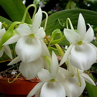 高級造花 または造花のアングレカムを取扱っていて 花束などのオーダーメイド Yahoo 知恵袋