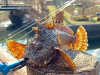 雨の日の魚突きはできますか 連日雨ですが 渡船で15分程の離島で考えていま Yahoo 知恵袋