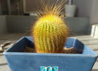 このサボテンが何という名前か教えてください 2 3年ほど前に100均で購入 Yahoo 知恵袋