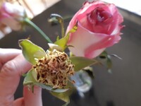 薔薇について 薔薇の花びらが散る事に何か意味はありますか 比喩 Yahoo 知恵袋