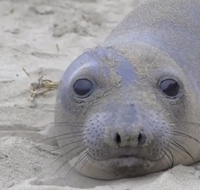 この動物はなんというのですか ぞうあざらしやあしかなど調べてみましたが な Yahoo 知恵袋