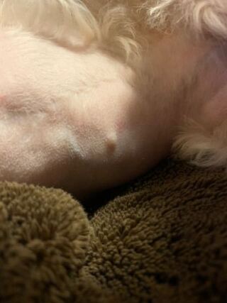 犬のしこりについて 今年12歳になる愛犬ですが 3年前にお腹にしこりが Yahoo 知恵袋