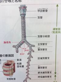 主気管支は 肺門に入ると右三本 左二本の葉気管支に分かれると書いてあるので Yahoo 知恵袋