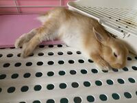 うさぎの体重が0gしかありません 生後１ヶ月半のネザーランドドワーフを迎え Yahoo 知恵袋