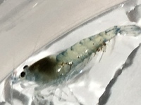 メダカの水槽に自然に発生したこのミミズみたいなもの なんだか Yahoo 知恵袋