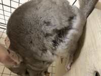 チンチラ 小動物 をへやんぽさせたくて 囲いを探しているんですが み Yahoo 知恵袋