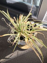 柚子の植え替えベランダで鉢植えの柚子を育てているのですが この Yahoo 知恵袋