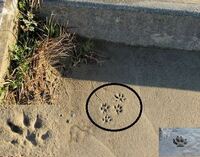 この足跡は どういう動物の足跡ですか 河原で見つけました 二 Yahoo 知恵袋