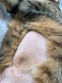 猫のお腹がハゲてる 猫のお腹が禿げてるんですけどなんででしょ Yahoo 知恵袋