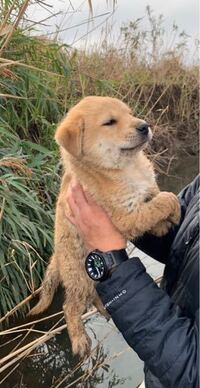 捨て犬らしき犬を拾ったのですが 対処の仕方を教えてください Yahoo 知恵袋