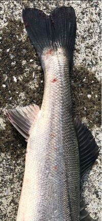 スズキ シーバス に寄生虫はいますか ７０cmのスズキを釣った Yahoo 知恵袋