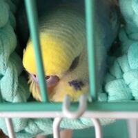 セキセイインコなのですが最近口から食べた餌をだすのですがなん Yahoo 知恵袋