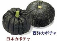 西洋かぼちゃと日本かぼちゃの見分け方を教えてください 西洋かぼち Yahoo 知恵袋