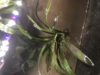 昨日近くのペットショップで水草を買ったのですがどうしても浮いてきます 水草 Yahoo 知恵袋