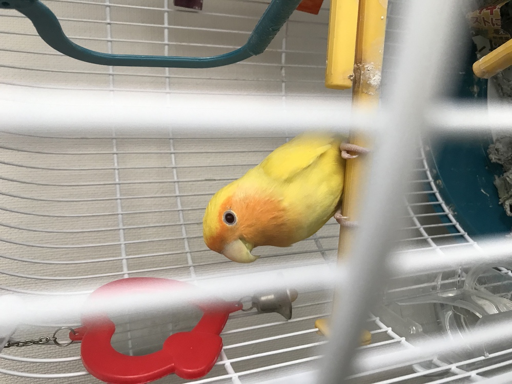 鳥類 解決済みの質問 Yahoo 知恵袋