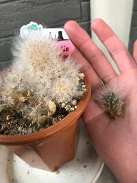 水耕栽培のサボテンの根がすごい伸びてしまったのですが 土に植えても大丈夫でし Yahoo 知恵袋