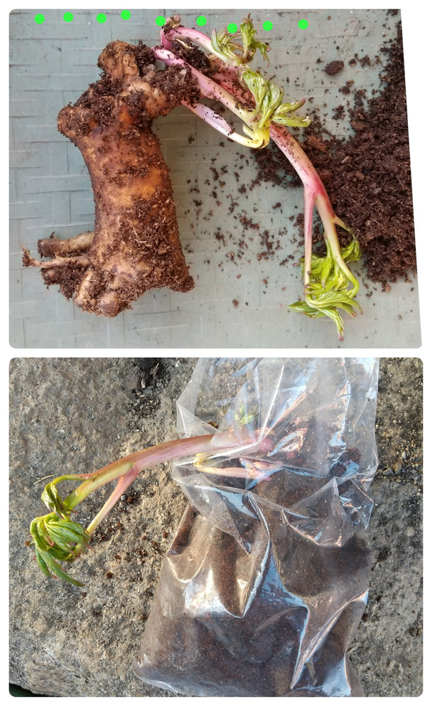 芍薬苗8株(球根のみ) 楽天市場】秋植え球根 芍薬 8〜9芽つき 超特大株 しゃくやく