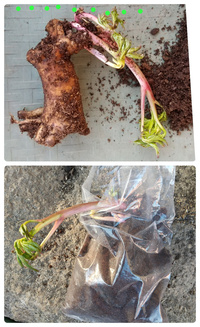 シャクヤクの苗 根 の植え方について芍薬を購入しました 球根売場 Yahoo 知恵袋
