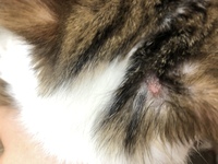 猫の頭に湿疹というか おできみたいなできものがあります 毎日触っ Yahoo 知恵袋