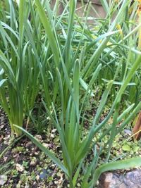 植えっぱなしのスイセン 立派な花が咲くのですが 葉っぱだけで蕾を付 Yahoo 知恵袋