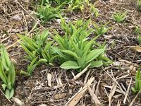 この花はユリですかカンゾウでしょうか ヘメロカリスといいます ワスレグサ Yahoo 知恵袋