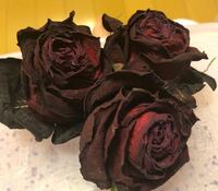 薔薇の花束の保存方法について 昨日11輪の薔薇の花束をいただきました Yahoo 知恵袋