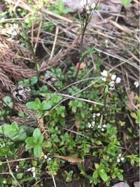 そばの花となずなの花 似てると思いませんか まぁ 遠くから Yahoo 知恵袋